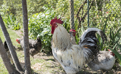 英俊的五颜六色的公鸡或战斗公鸡在农场与鸡在背景。漂亮的鸡肉。游戏公鸡。农业。动物