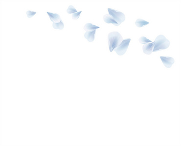 白蓝色飞花瓣白色背景上分离。樱花玫瑰花瓣。矢量