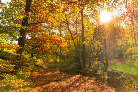 与完美的树梢绿色的树叶与太阳光芒神秘的晨雾中美丽的山毛榉树森林