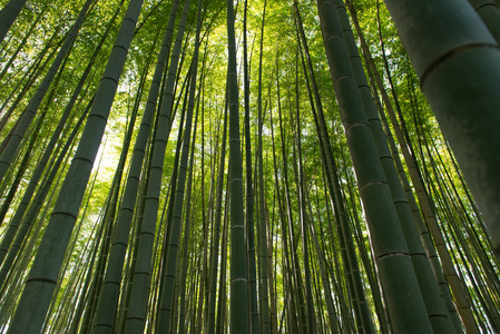 日本京都岚山竹林