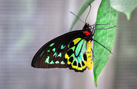 一个成年男性凯恩斯 birdwing 蝴蝶 Ornithoptera euphorion 在叶子上休息