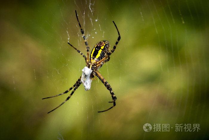 黑黄相间的长腿蜘蛛图片