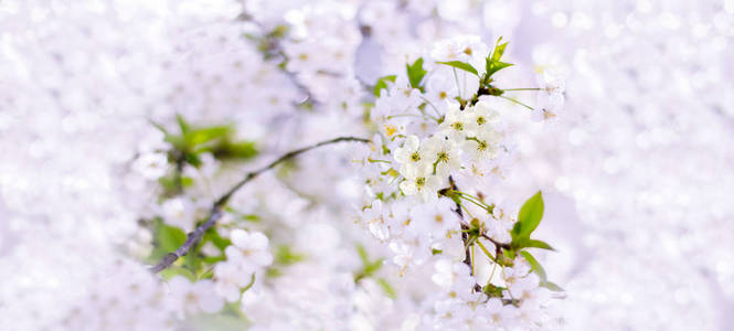 春天樱花特写，白花上模糊酒泉