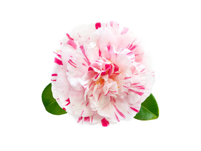 白色山茶花图片