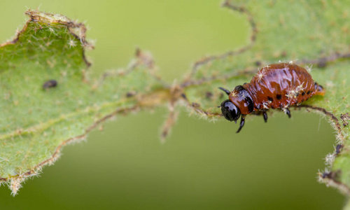 科罗拉多甲虫幼虫在马铃薯叶上觅食