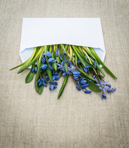 爱信。春天的蓝色小花和白色的信封