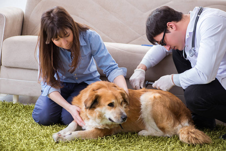 兽医参观金猎犬狗在家