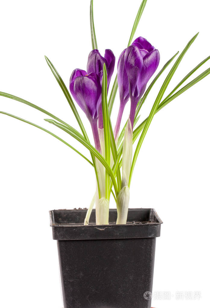 在花盆上白色背景特写孤立的番红花