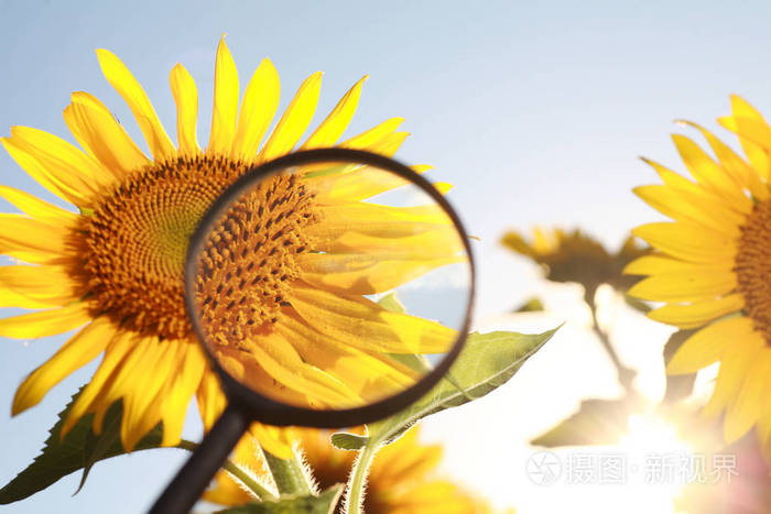 放大镜下的花朵