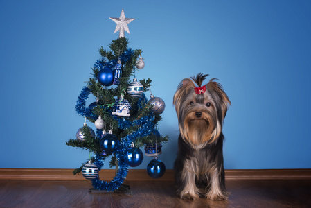 约克夏小狗坐在附近一棵圣诞树