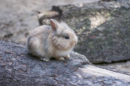 国外小院子躺椅在动物园的院子里走来一只小白兔照片