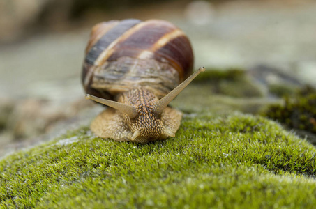 陆地蜗牛螟螺