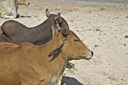 两个印度的牛