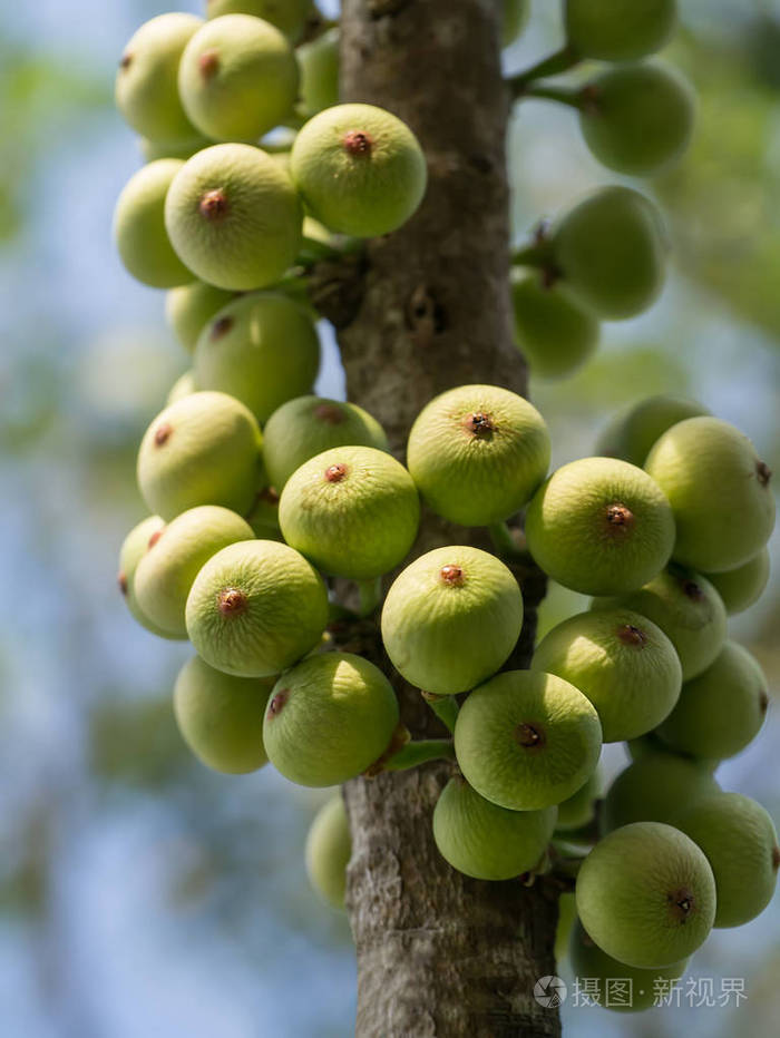无花果无花果树的树枝上