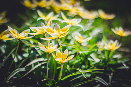 花坛上的小黄花图片