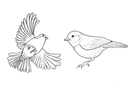 红腹灰雀.两只鸟照片