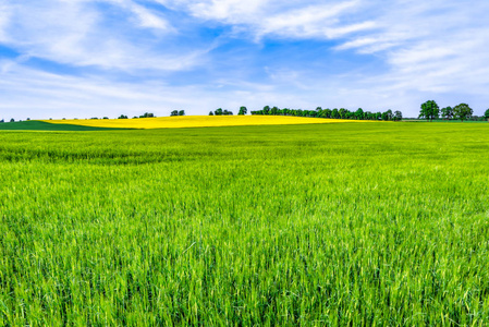 土里的小草小草田野, 碧绿的麦田和天空, 春天的风景照片