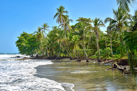 海滩 Negra 海滩在 Cahuita, 利蒙, 哥斯达黎加