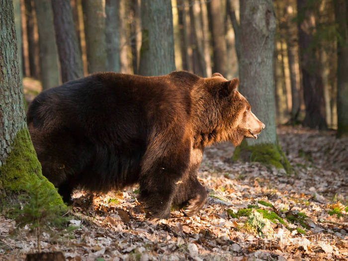 在捷克共和国-熊森林棕熊