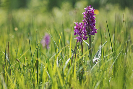 Dactylorhiza 着兰花