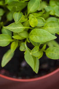 植物种苗宏图片