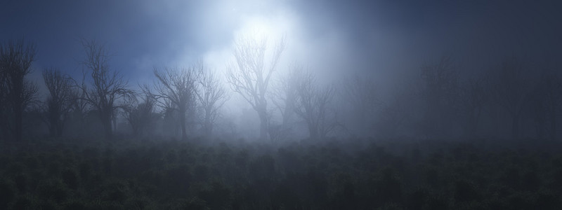 雾光秃的树木森林