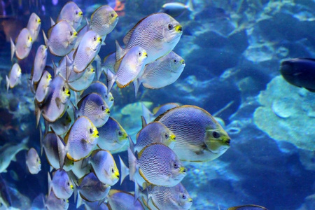 大的室内水族馆，有不同的海洋动物的选择