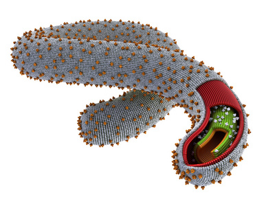 埃博拉病毒警报图片