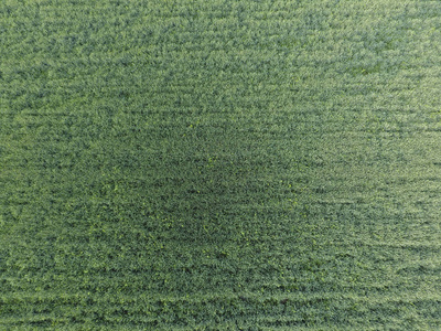 麦田的纹理。年轻的绿色小麦在球场上的背景。直升机的照片。航拍照片的麦田