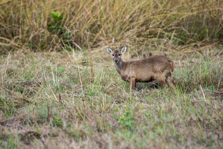 野鹿在泰国国家公园