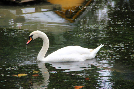 在一个池塘上的白色天鹅