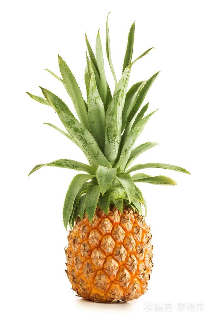 孤立在白色背景上的单个成熟的菠萝站