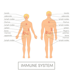 人体的免疫系统