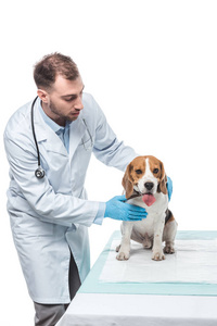 男性兽医检查小猎犬在桌上被隔绝在白色背景下