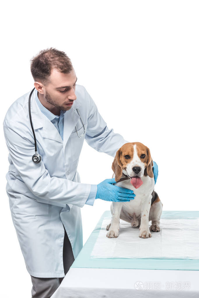 男性兽医检查小猎犬在桌上被隔绝在白色背景下