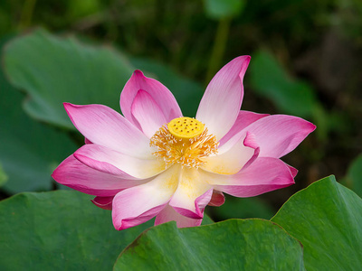 合上粉红色莲花。 nelumbo nucifera