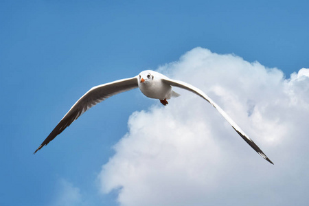 在天上飞的鸟海鸥照片