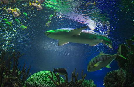 在水族馆水族馆鲨鱼