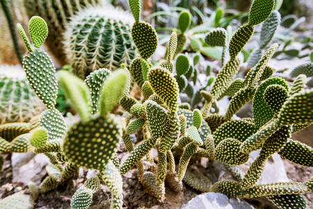 园林仙人掌植物的特写