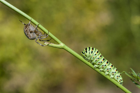 蜘蛛(拉丁阿拉内亚拉尼古希腊)照片