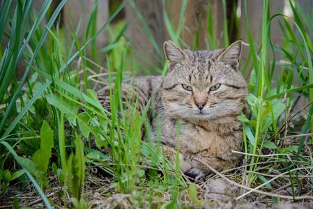 在草丛中的棕色猫