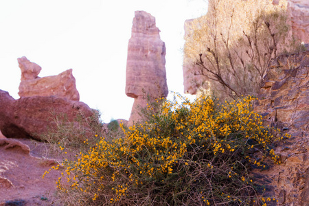 花和灌木反对山风景的背景。哈萨克斯坦, Charyn 峡谷