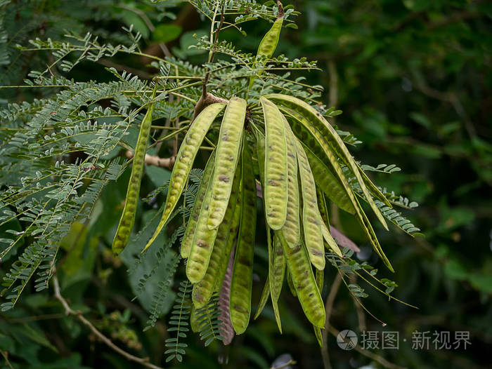 关闭树上的野生罗望子亮氨酸