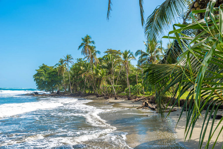 海滩 Negra 海滩在 Cahuita, 利蒙哥斯达黎加热带和天堂海滩在加勒比海岸