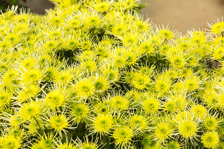 花菊花菊花壁纸