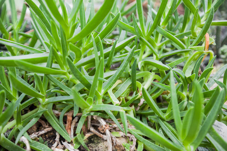 园林仙人掌植物的特写