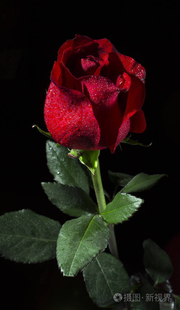 在黑色的背景与露珠的红玫瑰之花