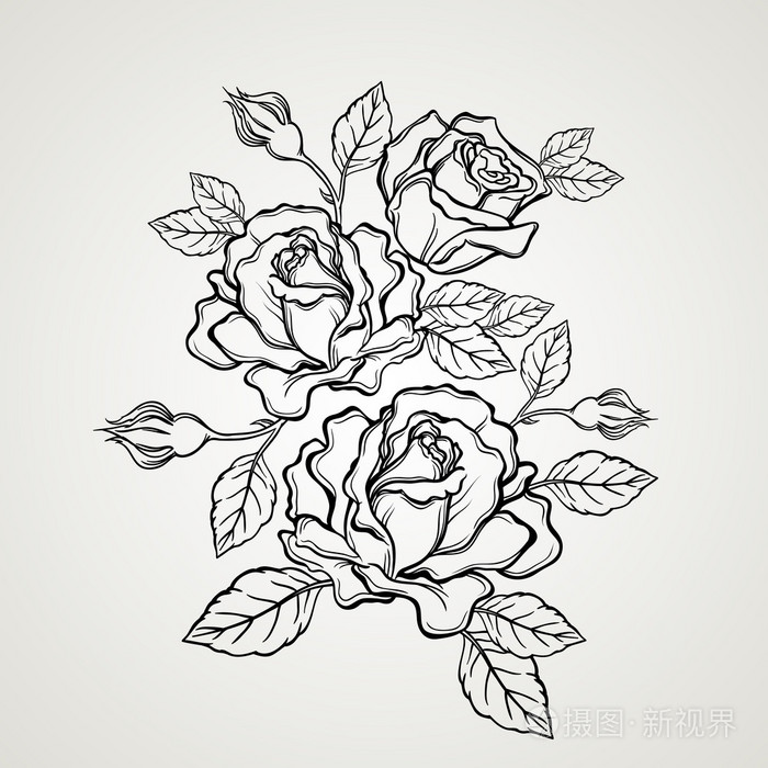 手绘玫瑰花朵中的复古风格插画-正版商用图片0od5s8-摄图新视界