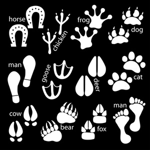 鸟类哺乳动物图片