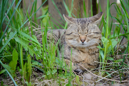 在草丛中的棕色猫